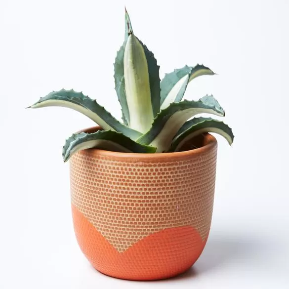 Petal Pot (Multiple Colors)