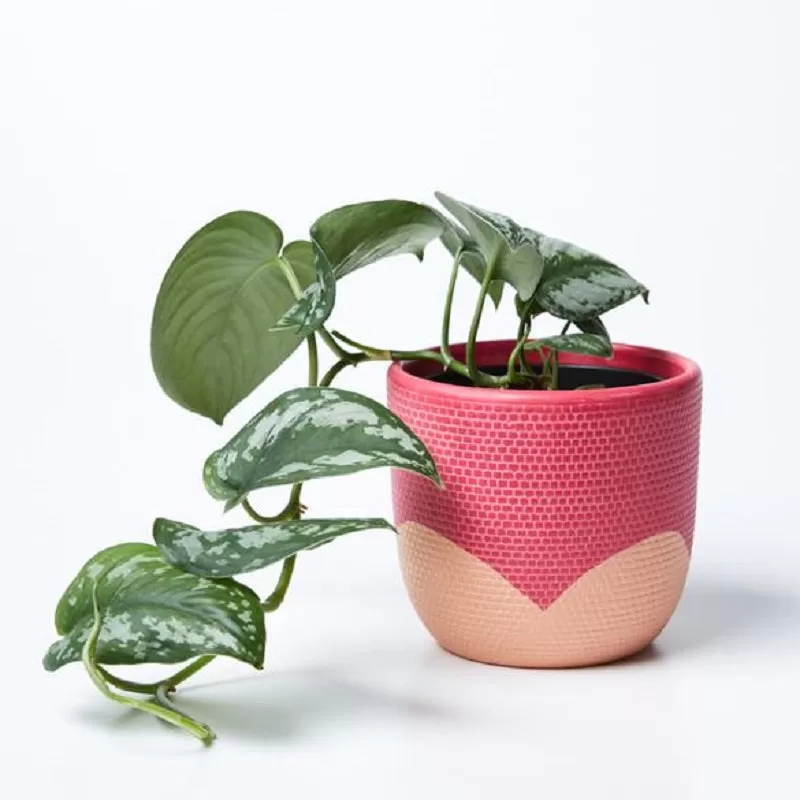 Petal Pot (Multiple Colors)